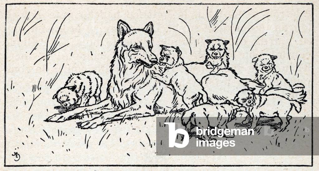 Immagine di Libro "Illustrazione per Zanna Bianca scritta da Jack London" 1932 di Charles Edmond) Eliott, b/w