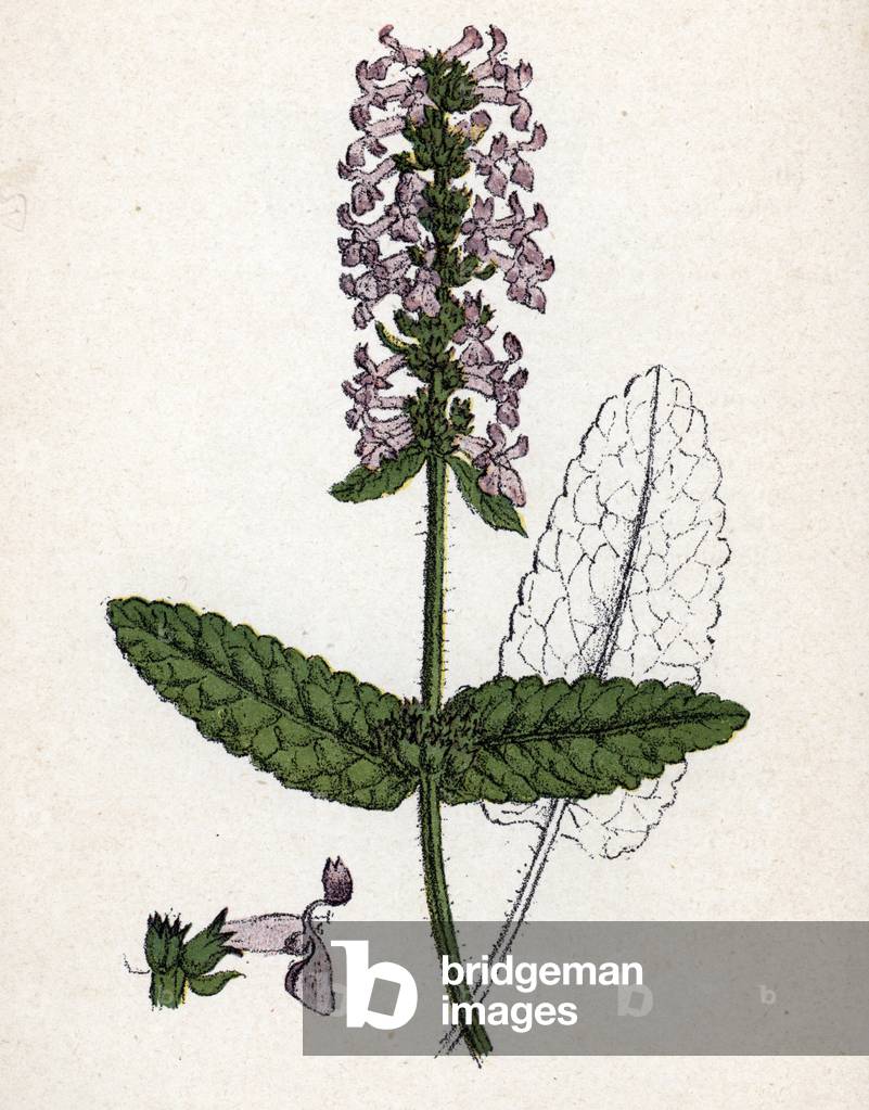 Immagine di Disegno "Betoine (epiary officinale) (Stachys officinalis) (betonia" 1900