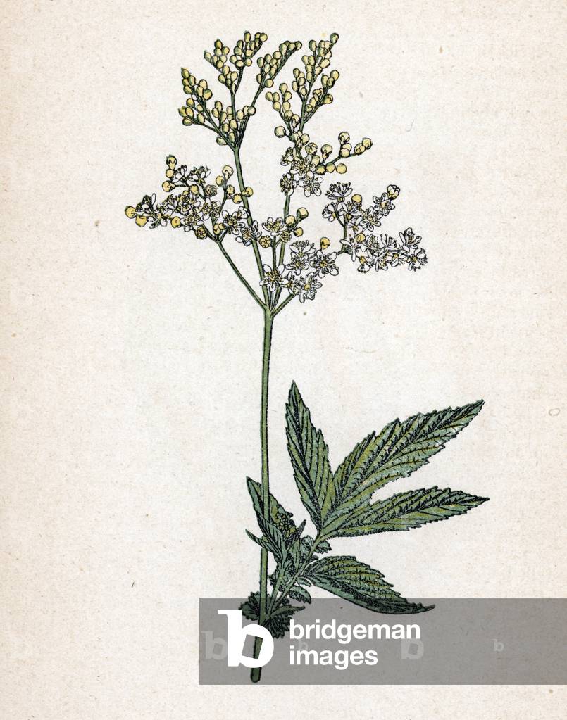 Queen of Pres or Ulmaire (Filipendula ulmaria) (meadowsweet or Pride of the Meadow) Botanical plate from “Atlas colorie des plantes medicinales” by Paul Hariot, 1900 (Botanical plate of medicinal plants) Private collection