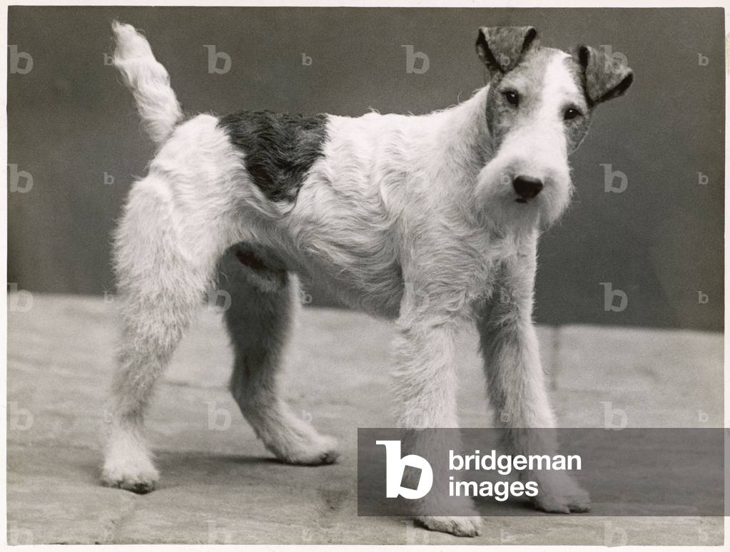Image of Photography depicting FALL/WIRE FOX TERRIER 1935 by Thomas Fall