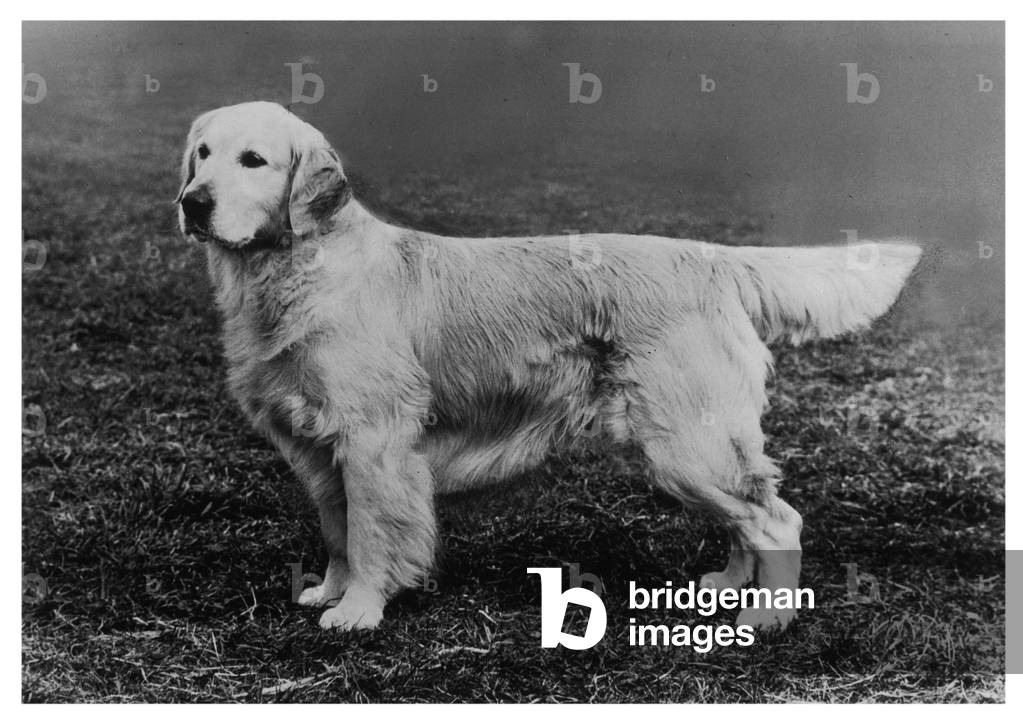 Bild von Fotografie "HERBST/GOLDEN RETRIEVER/72" 1972 von Thomas Fall