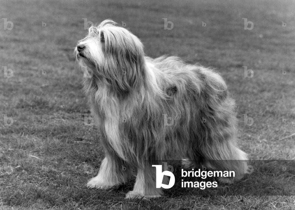 Image of Photography depicting BEARDED COLLIE/TOAST 1974 by Thomas Fall