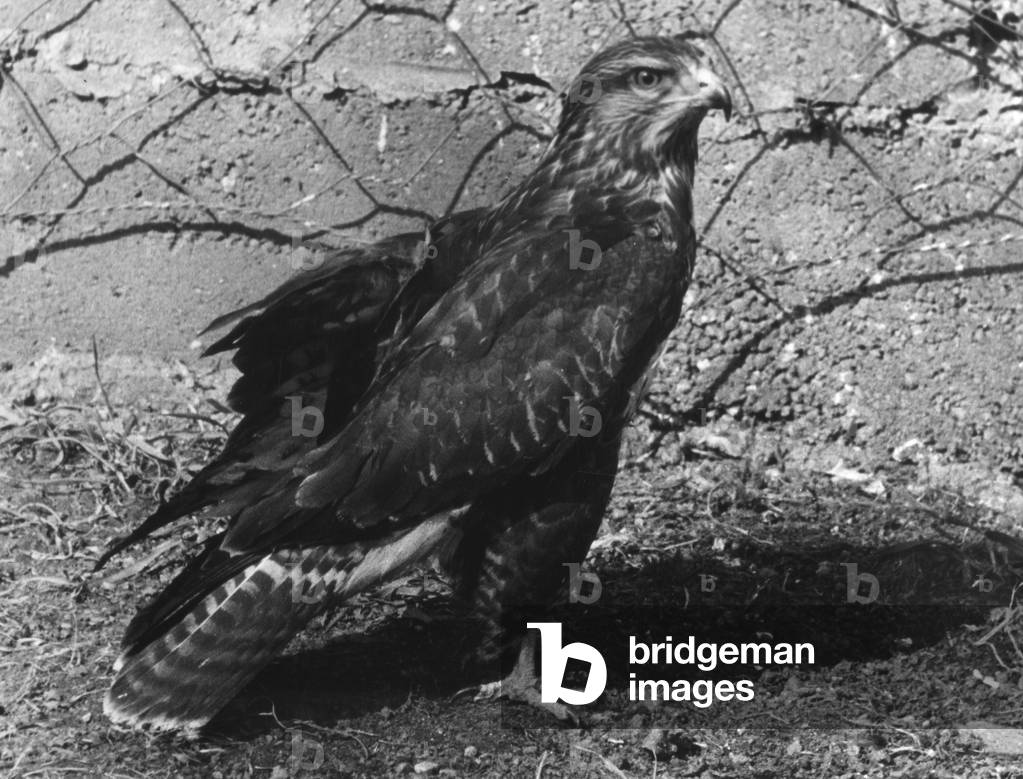 Bild von Fotografie "BUSSARD" 1960
