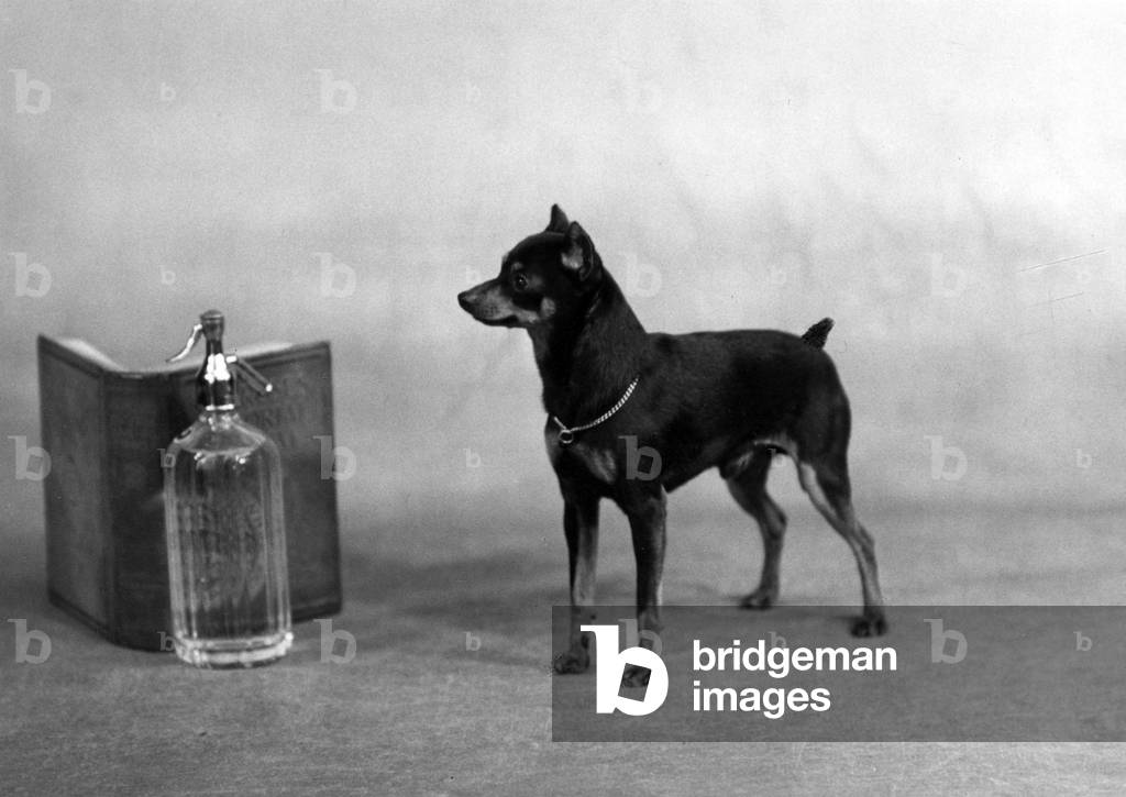 FALL/MINIATURE PINSCHER