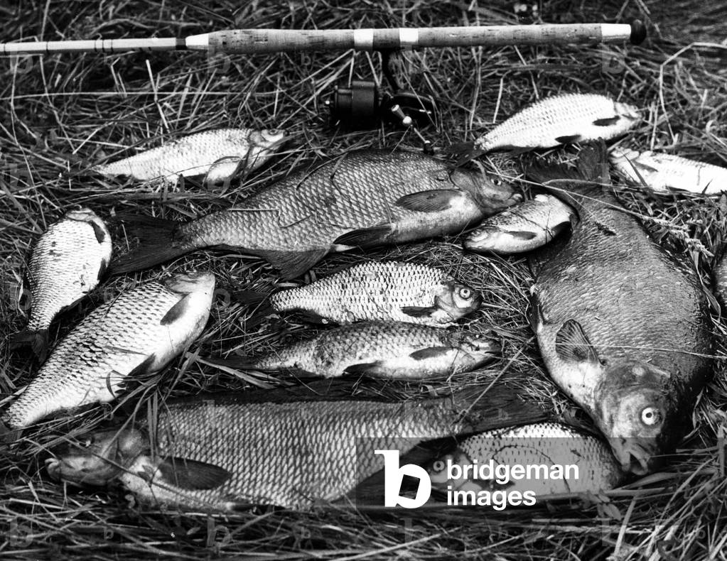 Image de Photographie représentant PÊCHE À LA BRÈME 1960 par Barnaby's Studios Ltd