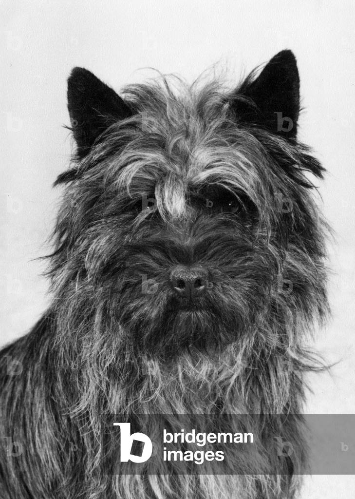 AUTOMNE/CAIRN TERRIER/1979