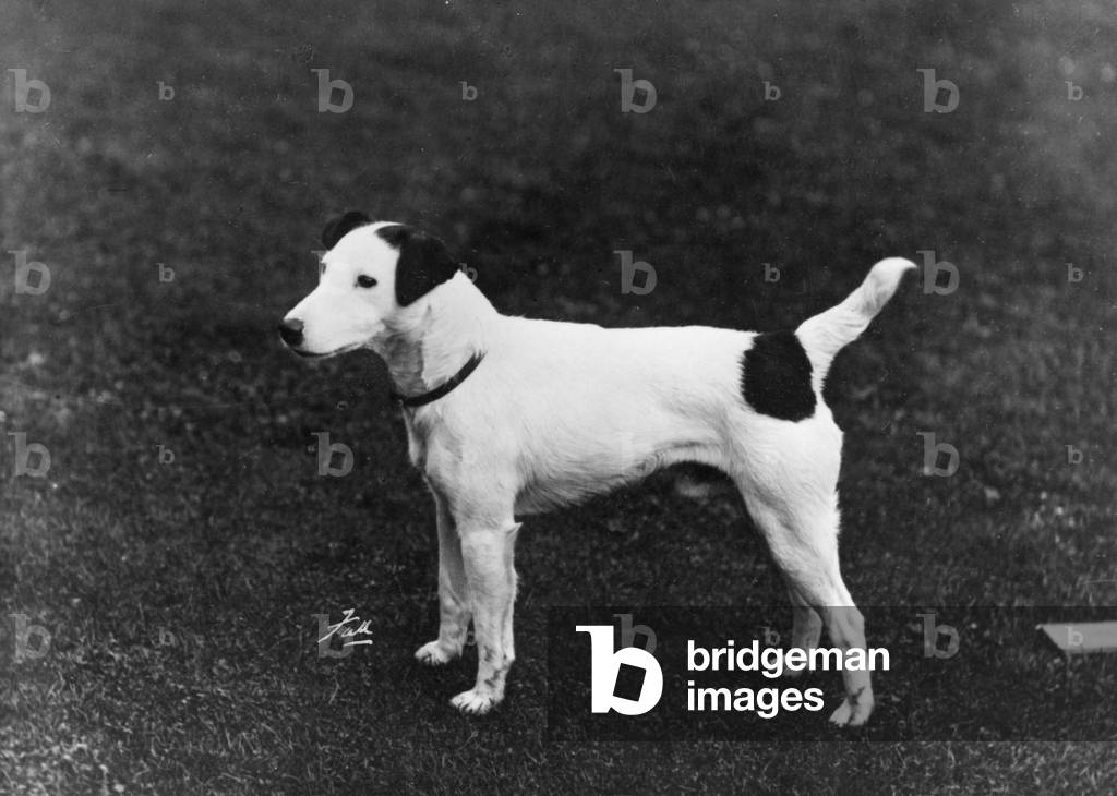 FALL/SMOOTH FOX TERRIER