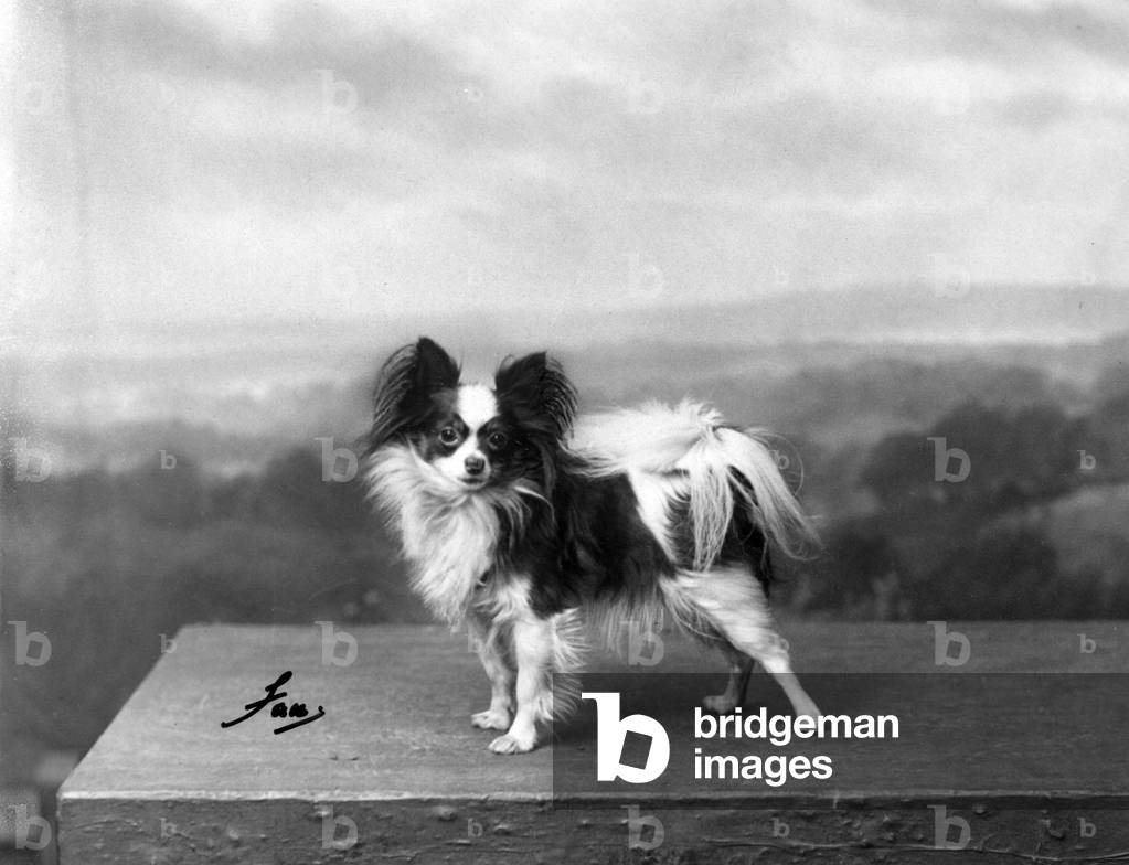 HERBST/PAPILLON/1934