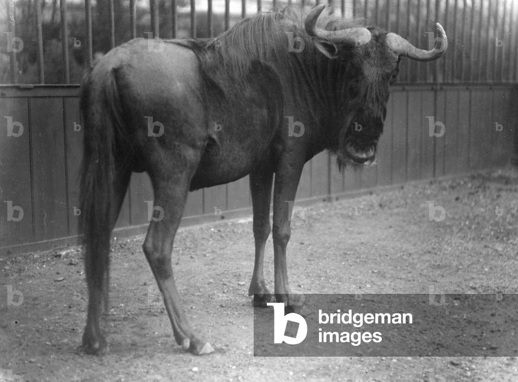 Image of Photography depicting BRINDLED GNU 1930 by Barnaby's Studios Ltd