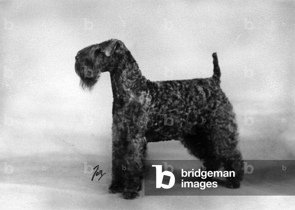 FALL/KERRY BLUE TERRIER