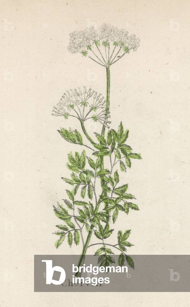 Immagine di Stampa "PIANTE/ANTHRISCUS DIOICA" 1820 di Edmund Culpeper