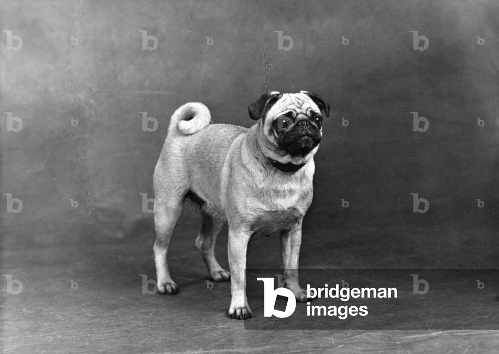 FALL/PUG/1949