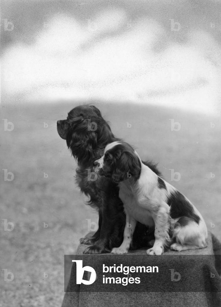 Image of Photography depicting FALL/CAVALIER/1946 1946 by Thomas Fall