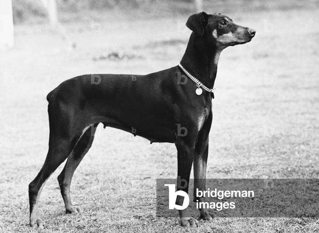 FALL/DOBERMANN/1955