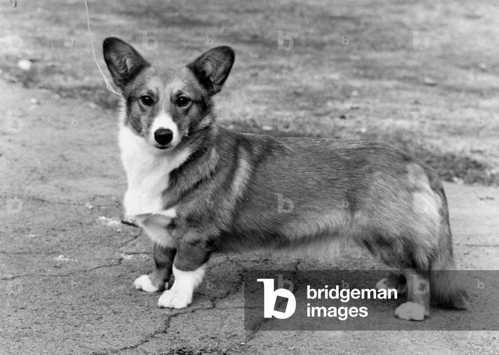 DOG STANDING