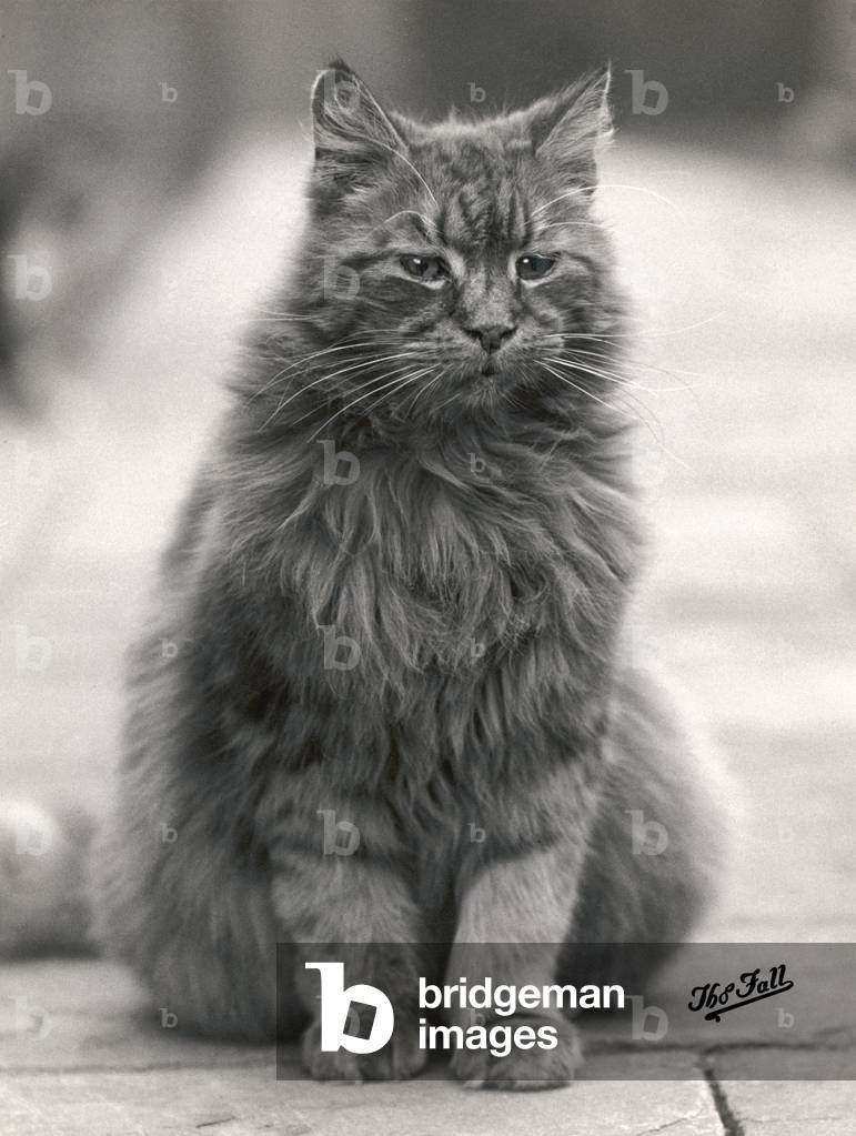 HERBST/FLAUSCHIGE HAUSKATZE