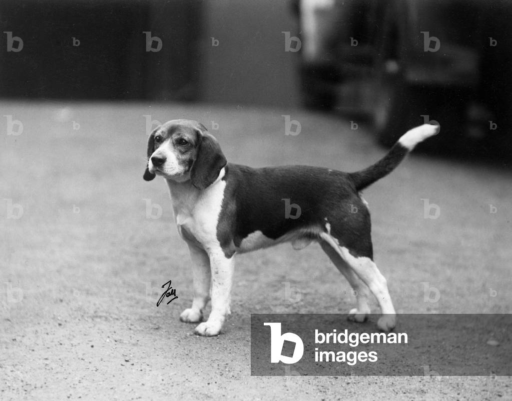 FALL/BEAGLE/1938