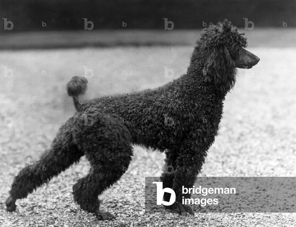 FALL/STANDARD POODLE/40