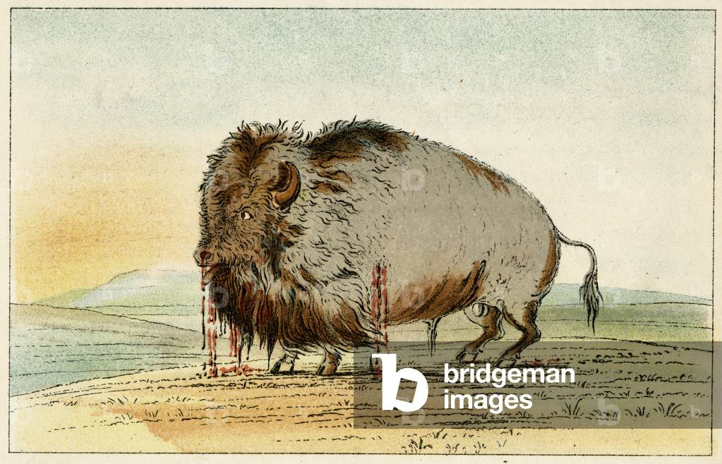 Bison blessé - vers 1830