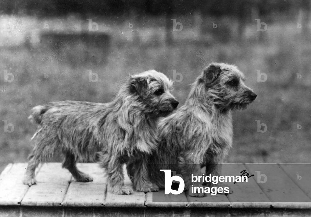 FALL/NORFOLK TERRIER/49