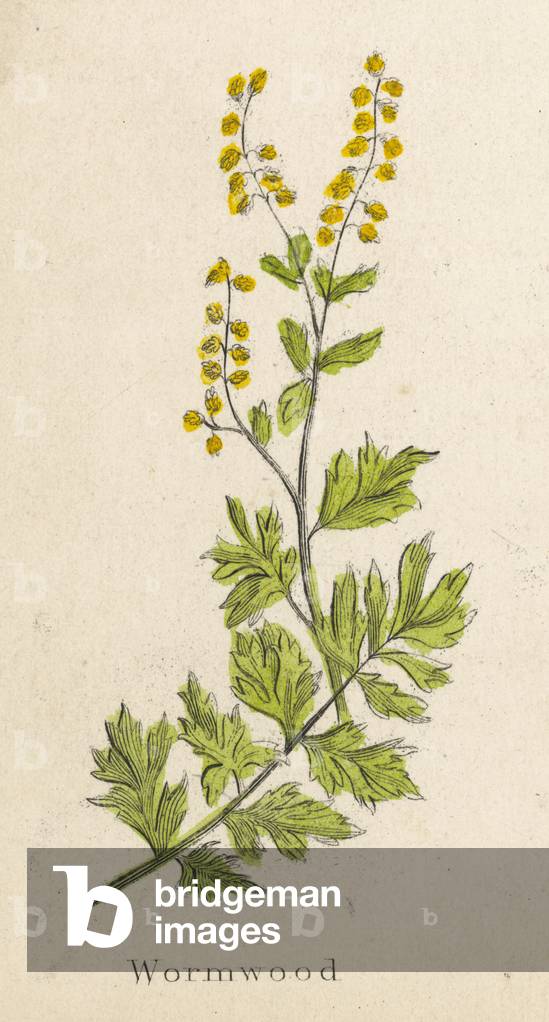 ARTEMISIA ABSINTHIUM