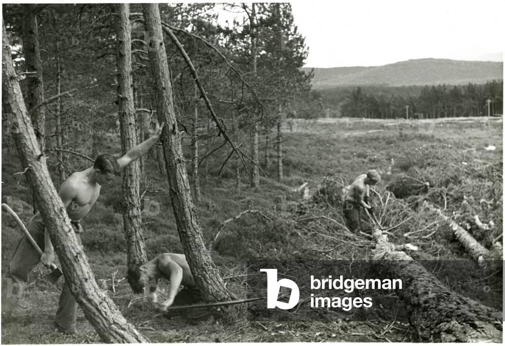 Image of Photography depicting FELLING TREES 1930 by Barnaby's Studios Ltd