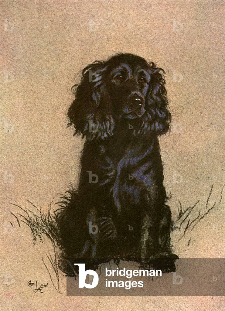Cocker Spaniel