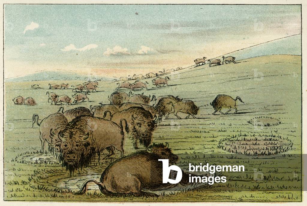 Bild von Druck "BISON BADEN" 1830 von George Catlin