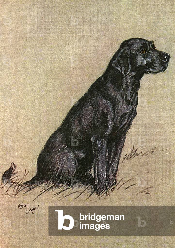 Immagine di Stampa "Cane Labrador nero" 1928 di Cecil Charles Windsor Aldin