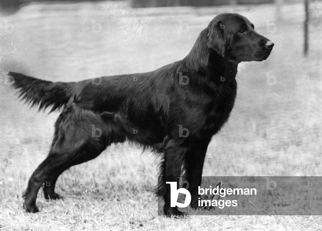 FALL/RETRIEVER/FLAT/1943