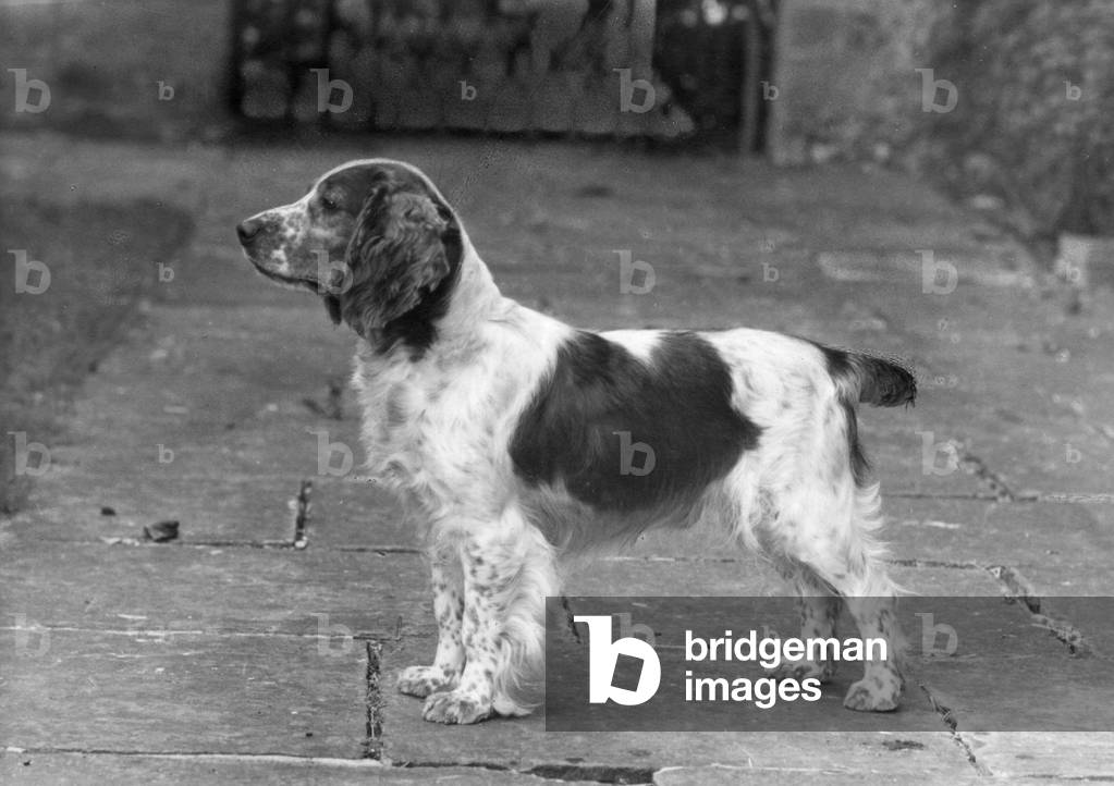 Bild von Fotografie "HERBST/WALISISCHER SPRINGER" 1949 von Thomas Fall