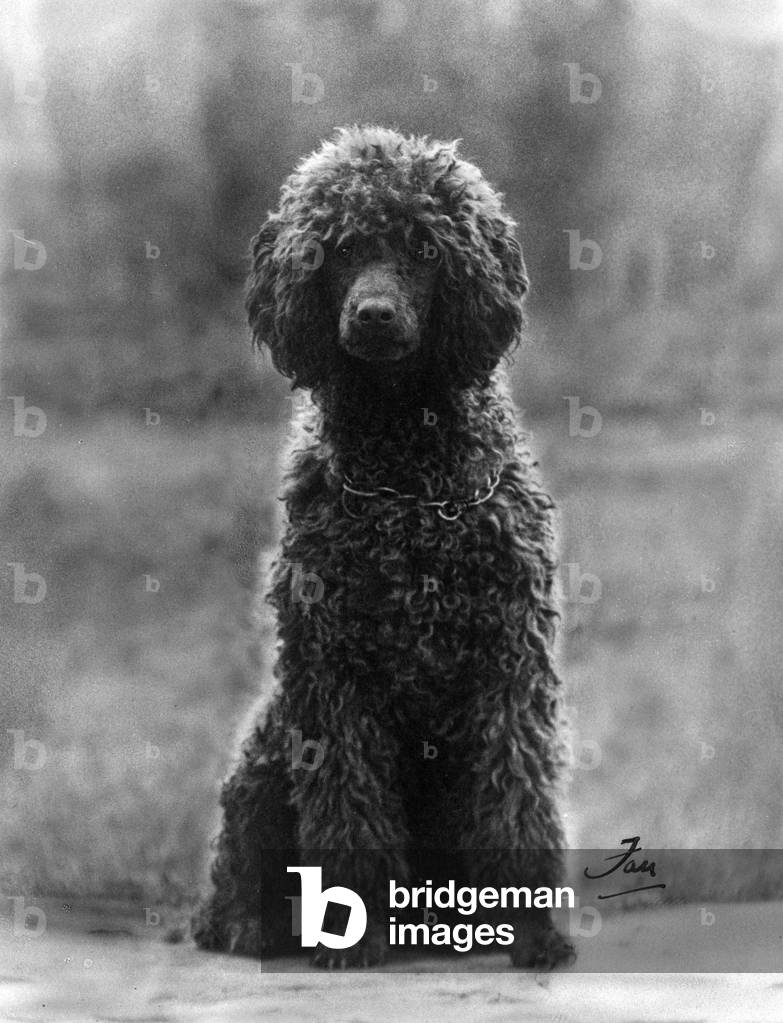 Image of Photography depicting FALL/STANDARD POODLE/37 1937 by Thomas Fall