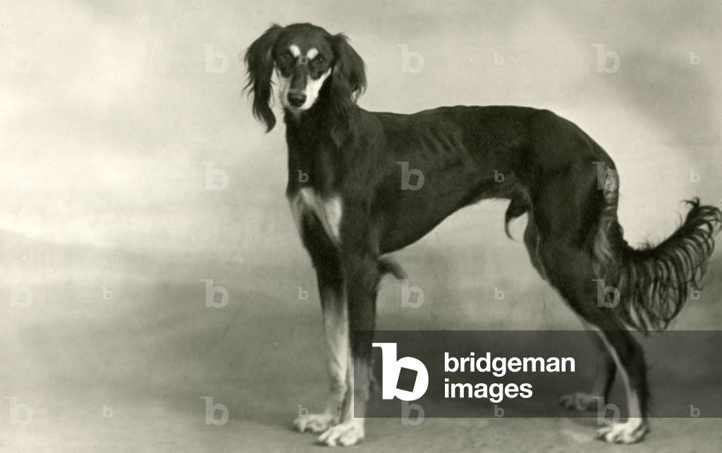 Image of Photography depicting FALL/SALUKI/1946 1946 by Thomas Fall