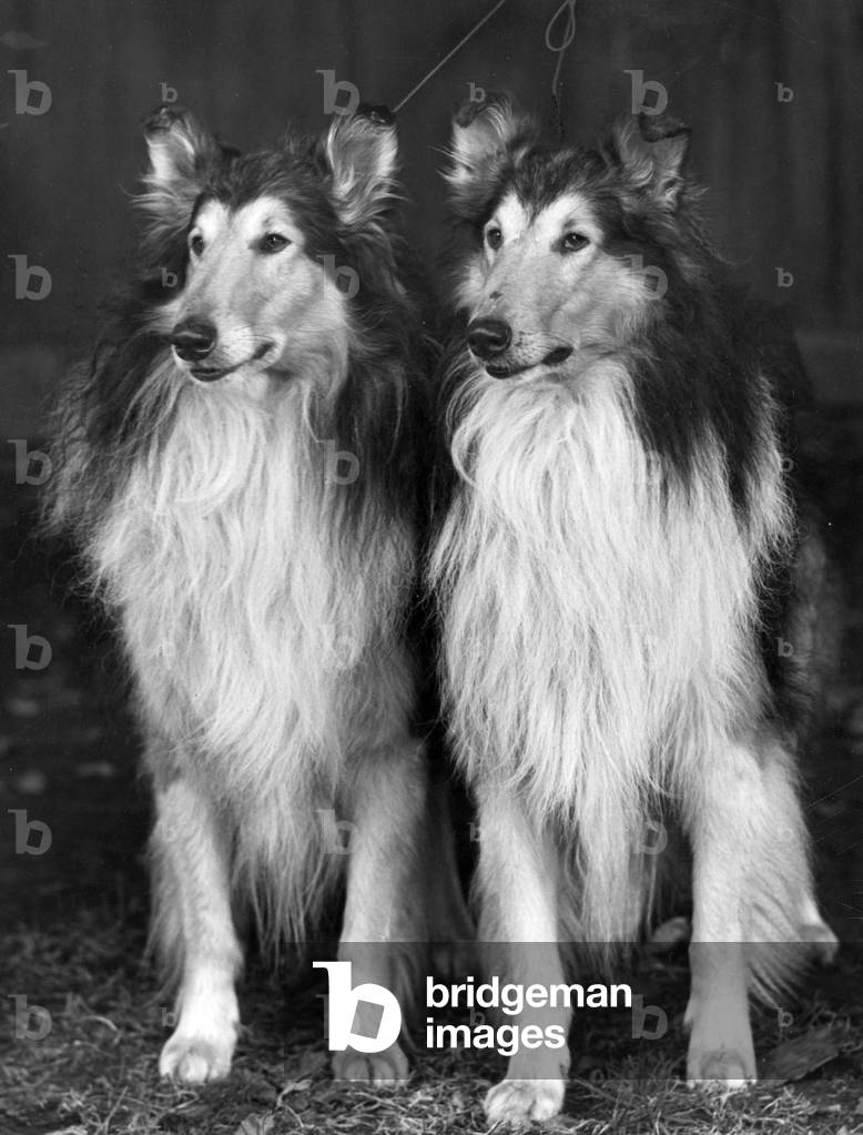 AUTUNNO/GREZZO COLLIE/1953