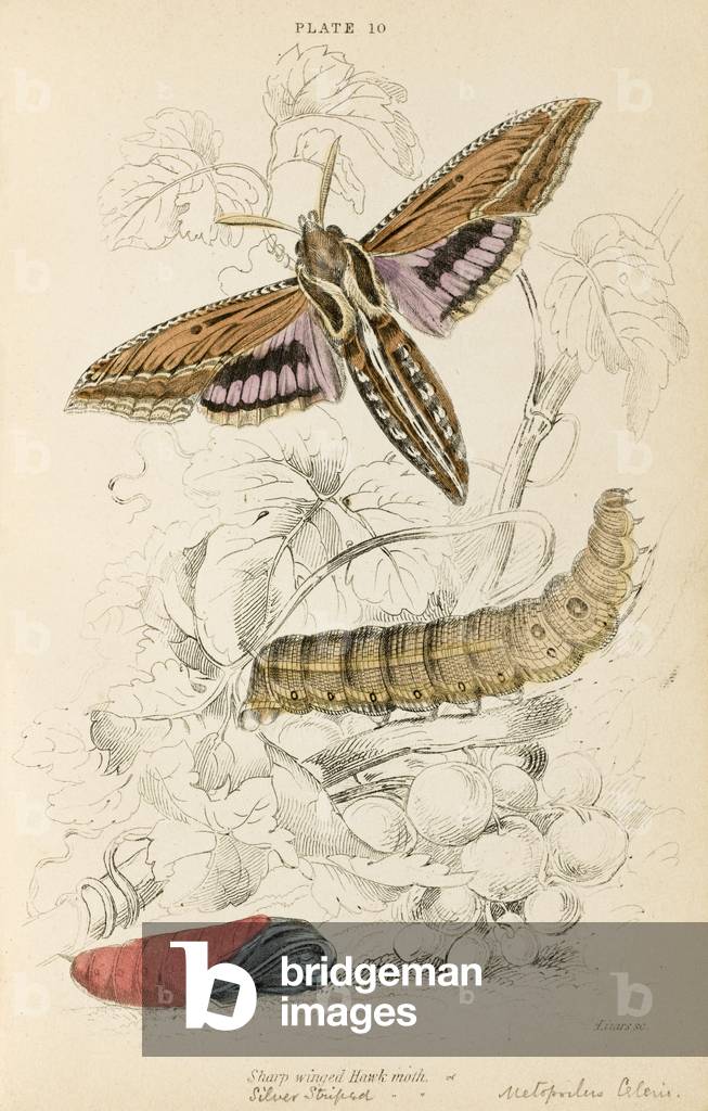 TEIGNE À AILES TRANCHANTES 1880