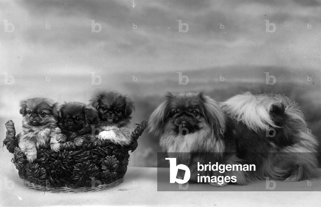 Bild von Fotografie "HERBST/PEKINESE/1932" 1932 von Thomas Fall