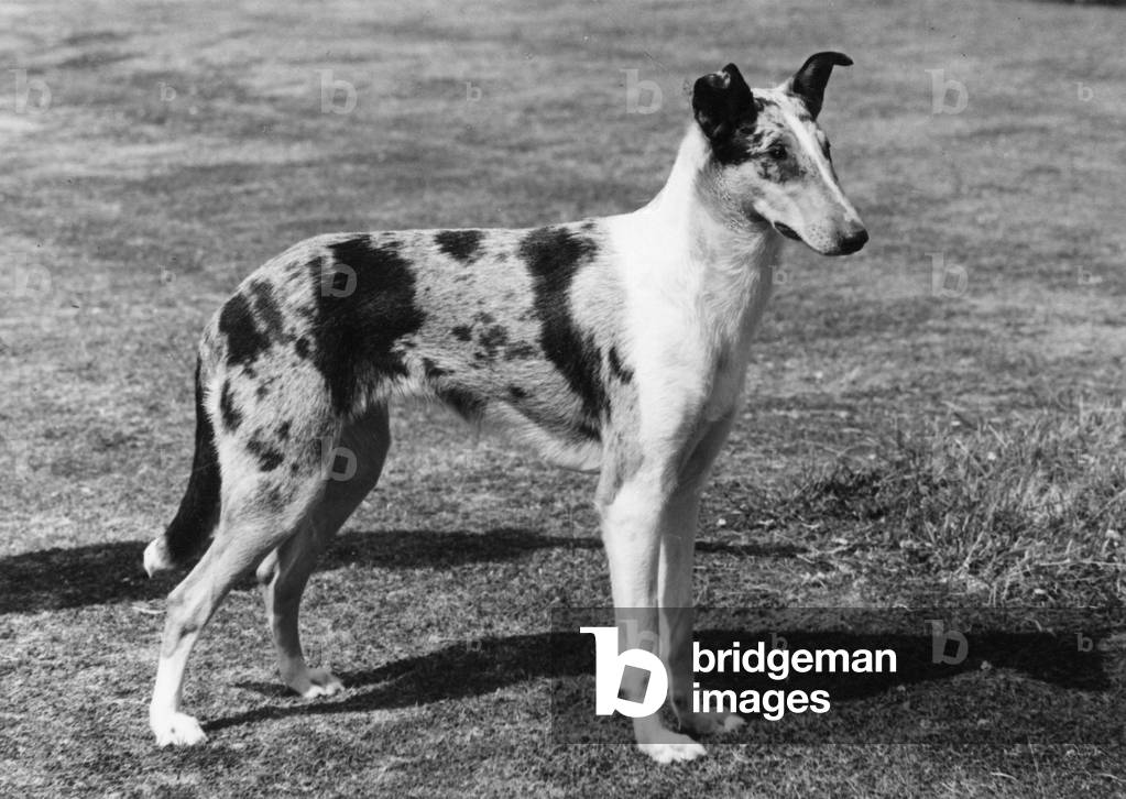 AUTOMNE/SMOOTH COLLIE/1961