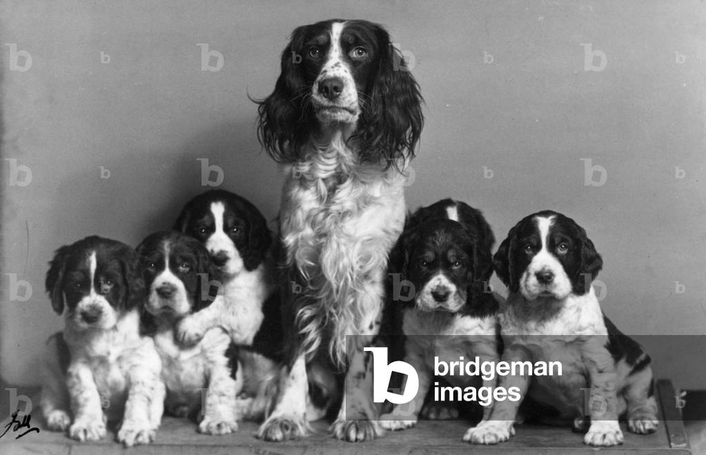 AUTUNNO/INGLESE SPRINGER/56