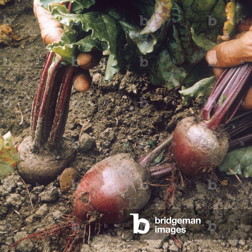 BEETROOT