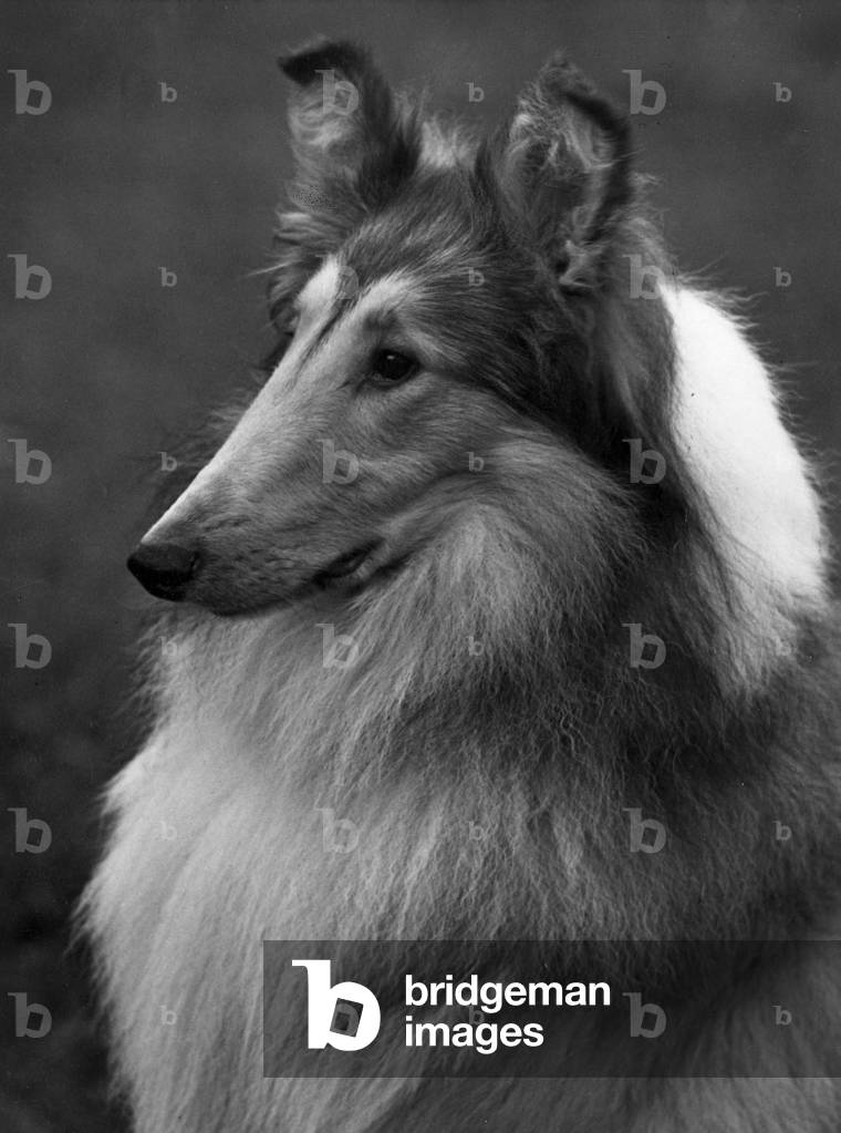 AUTOMNE/RUGUEUX COLLIE/1955