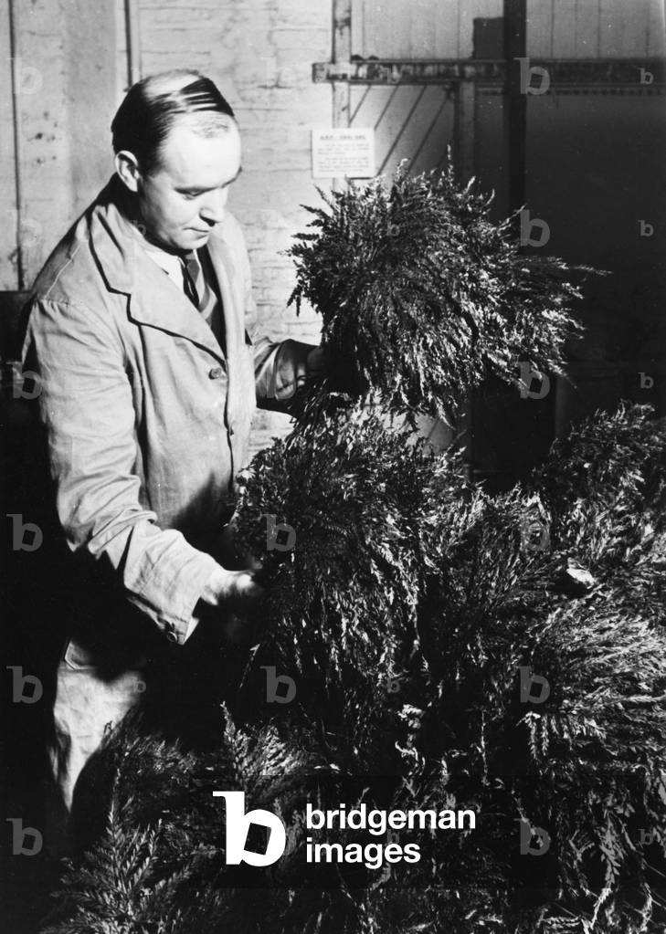 Immagine di Fotografia "FARE PAPAVERI" 1940 di Barnaby's Studios Ltd