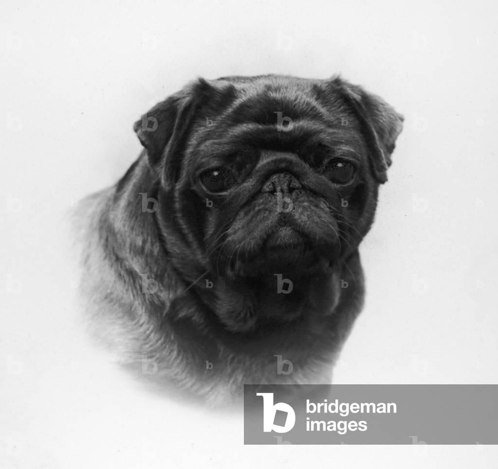 Image de Photographie représentant AUTOMNE/PUG/1958 1958 par Thomas Fall