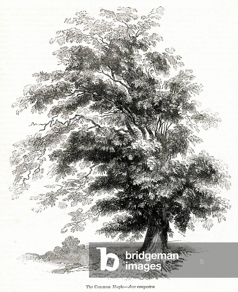 Image de Gravure représentant Érable (Acer) 1842