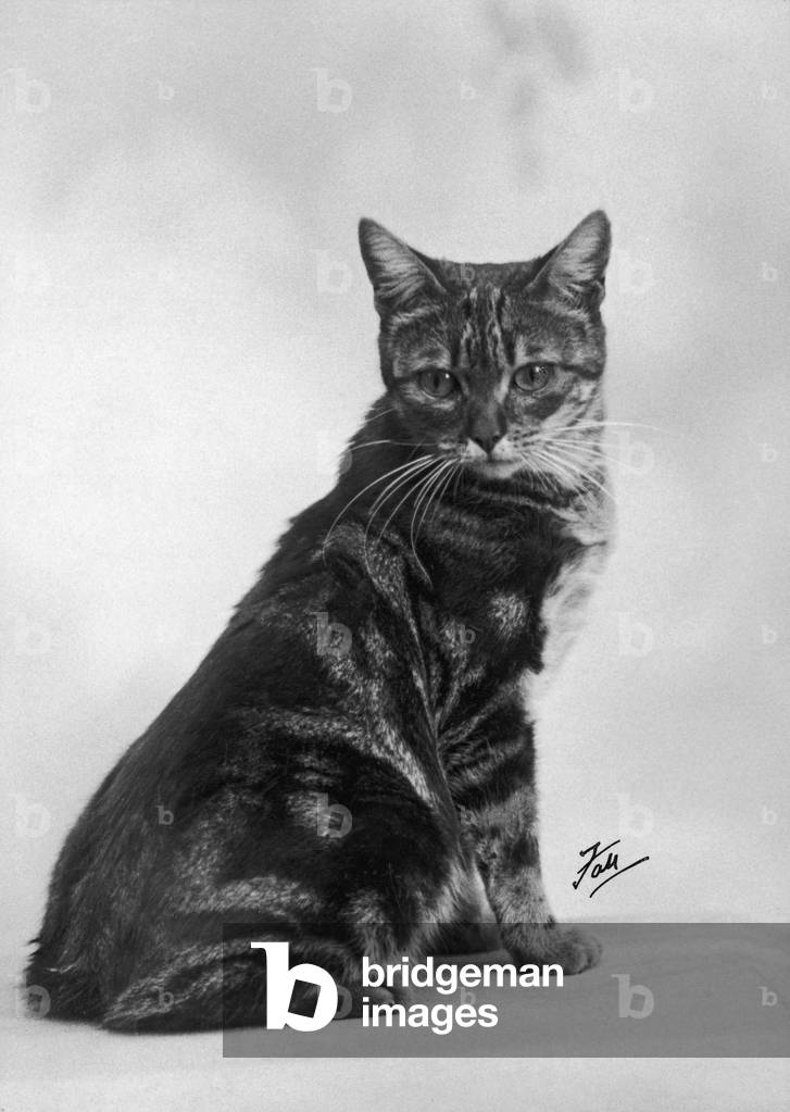 Image of Photography depicting FALL/MANX CAT/1936 1936 by Thomas Fall