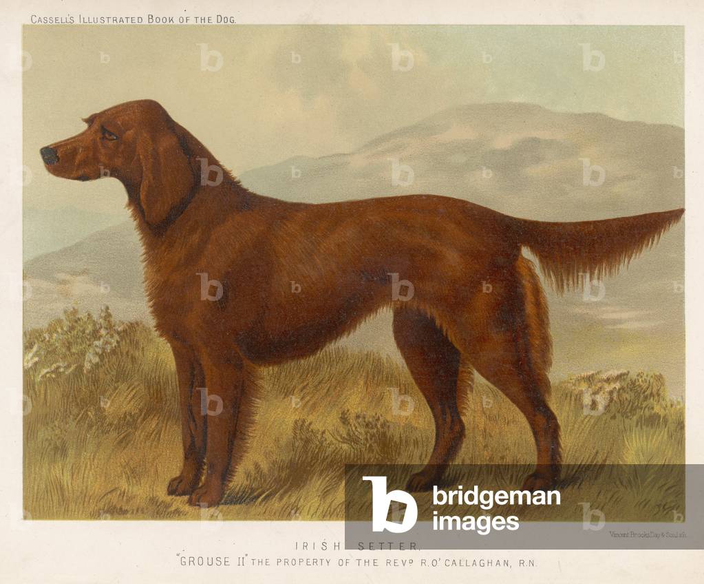 IRISCHER SETTER (SHAW)