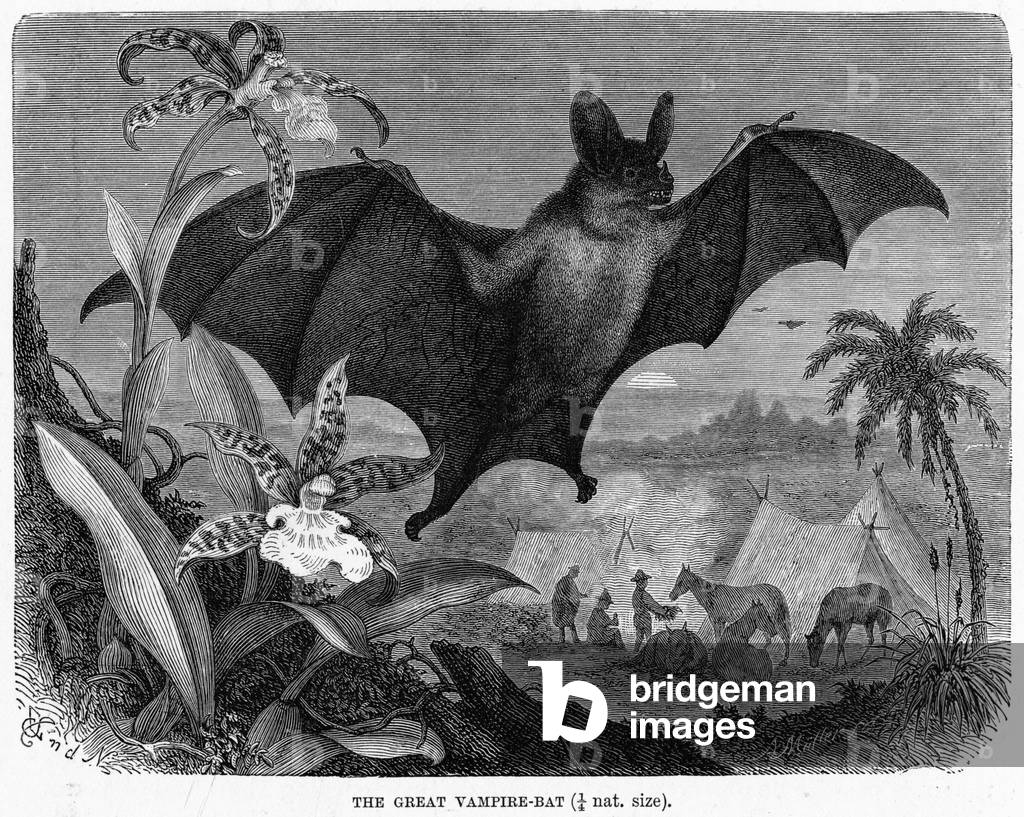 Image de Gravure représentant VAMPIRE BAT - 2 1870