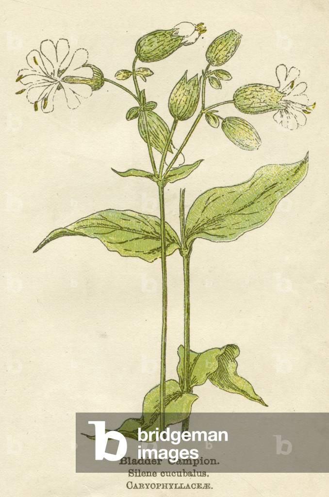 PLANTES/SILENE CUCUBALUS