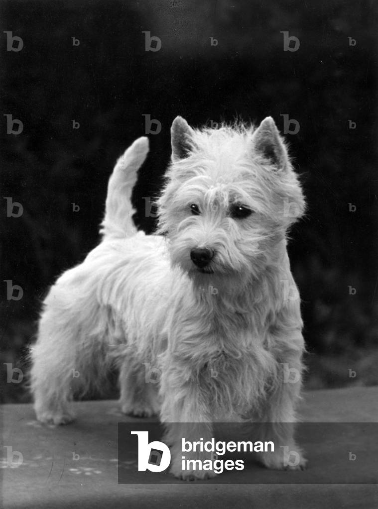 Image of Photography depicting FALL/WESTIE/1954 1954 by Thomas Fall