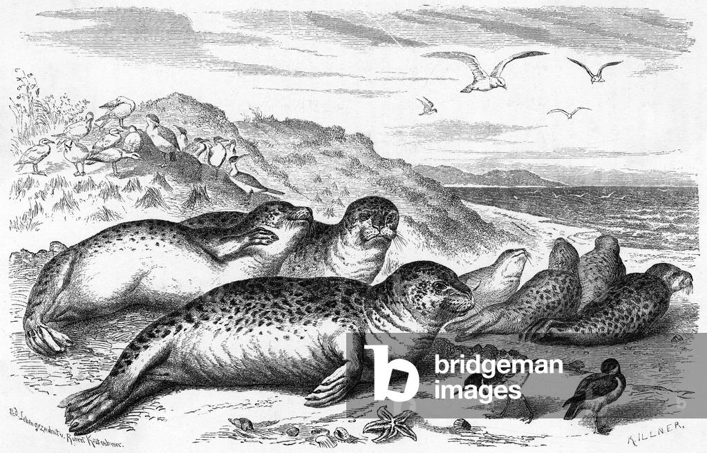 Immagine di Incisione "FOCA LEOPARDO" 1870