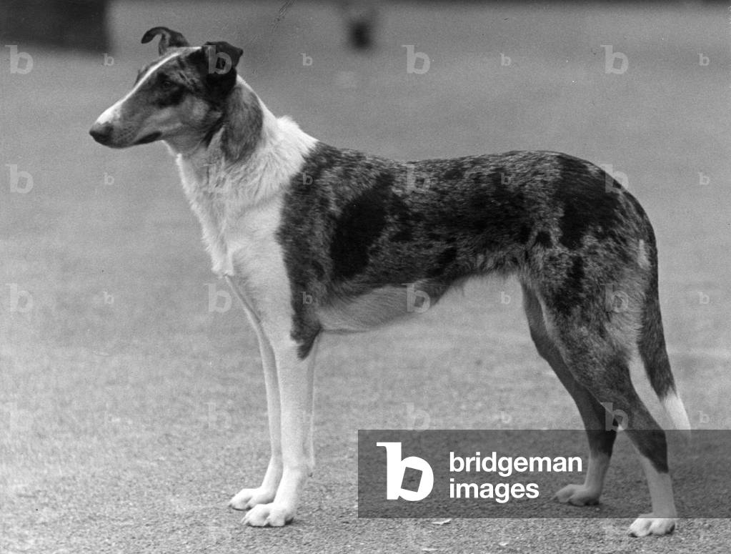 FALL/SMOOTH COLLIE/1936